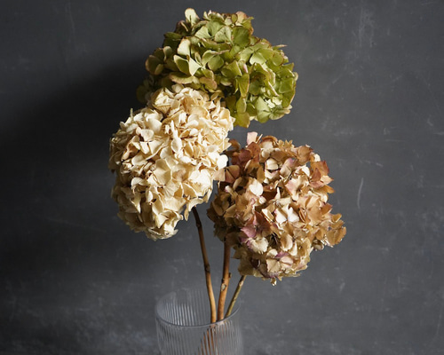 ドライフラワー紫陽花（あじさい）3本セット ドライフラワー