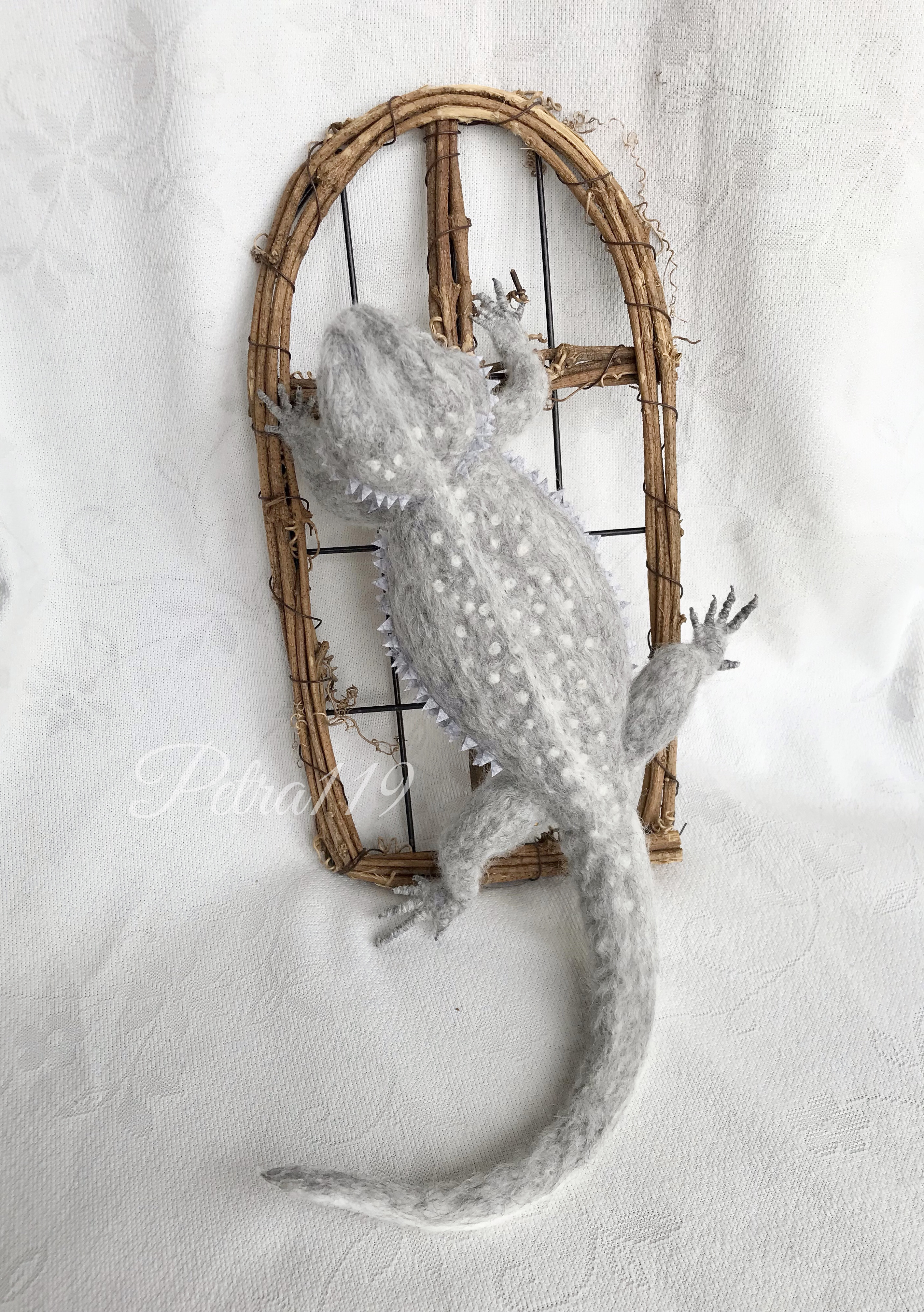 フトアゴヒゲトカゲ Zero