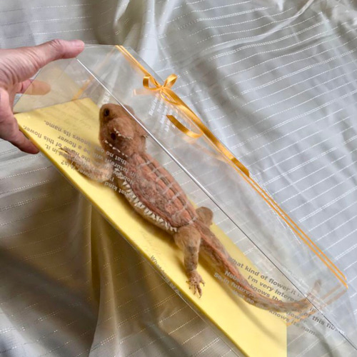 フトアゴヒゲトカゲ Zero 羊毛フェルト 羊毛フェルトで爬虫類「とか源