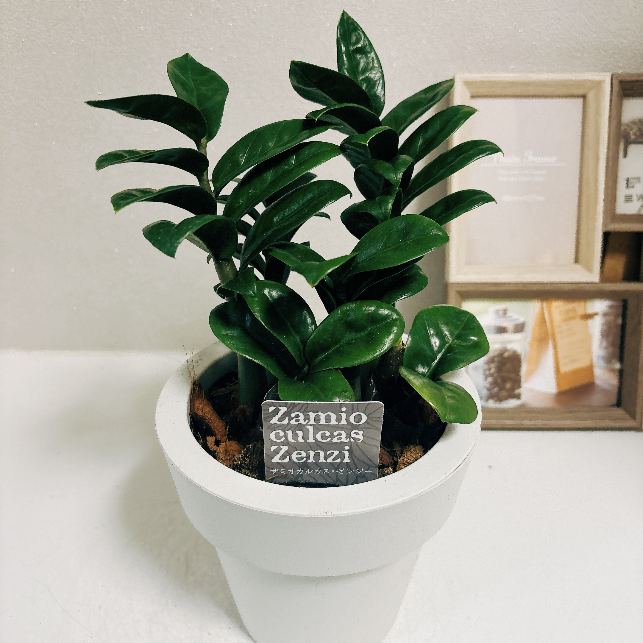 現品　ザミオクルカス　斑入り　希少　レア　観葉植物　インテリアグリーン　黄斑 現品］【希少】3番 ザミオクルカス 斑入り 5号 ザミフォーリア
