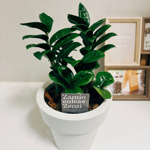 現品　ザミオクルカス　斑入り　希少　レア　観葉植物　インテリアグリーン　黄斑 現品 ザミオクルカス 斑入り 希少 レア 観葉植物 インテリア