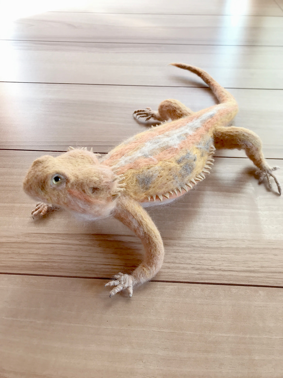 フトアゴヒゲトカゲ ヤングアダルトサイズのフトアゴヒゲトカゲが入荷しました