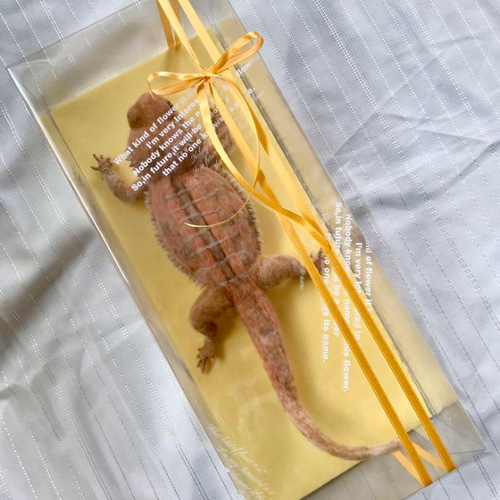 最大12%OFFクーポン フトアゴヒゲトカゲ normal 羊毛フェルトで爬虫類 羊毛フェルト 羊毛フェルト