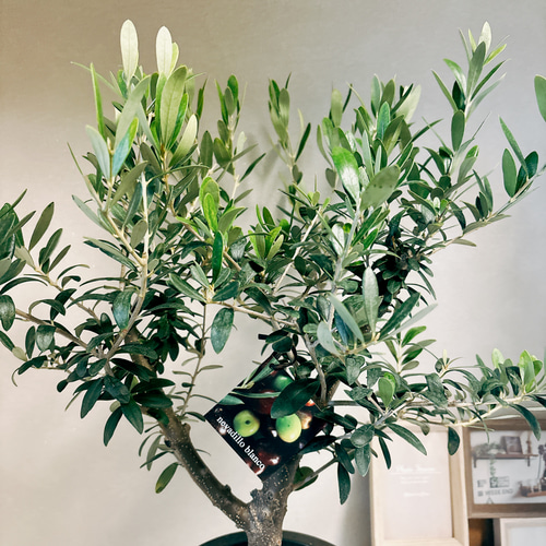 現品］1番 創樹 オリーブ ネバディロブランコ 6号 観葉植物 屋外