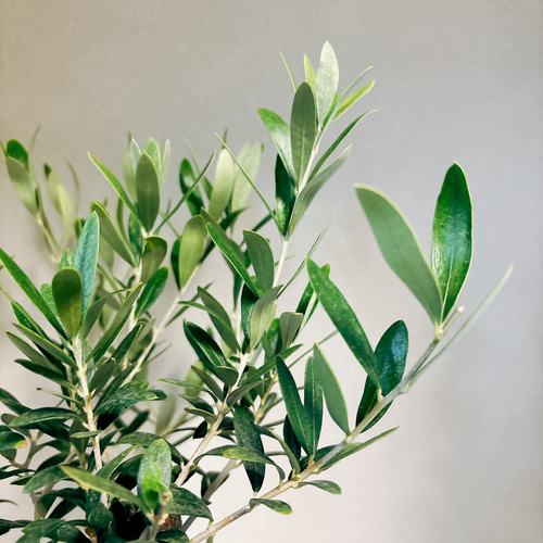 現品］1番 創樹 オリーブ ネバディロブランコ 6号 観葉植物 屋外