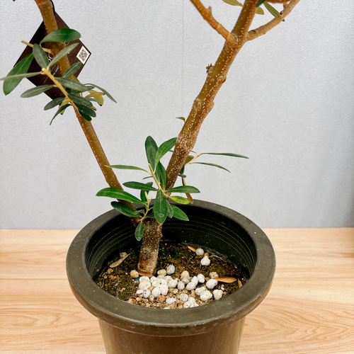 現品］2番 創樹 オリーブ ネバディロブランコ 6号 観葉植物 屋外 
