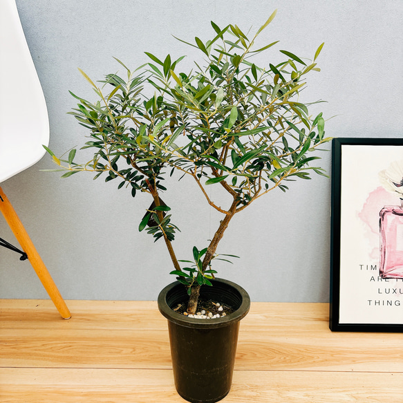現品］2番 創樹 オリーブ ネバディロブランコ 6号 観葉植物 屋外 