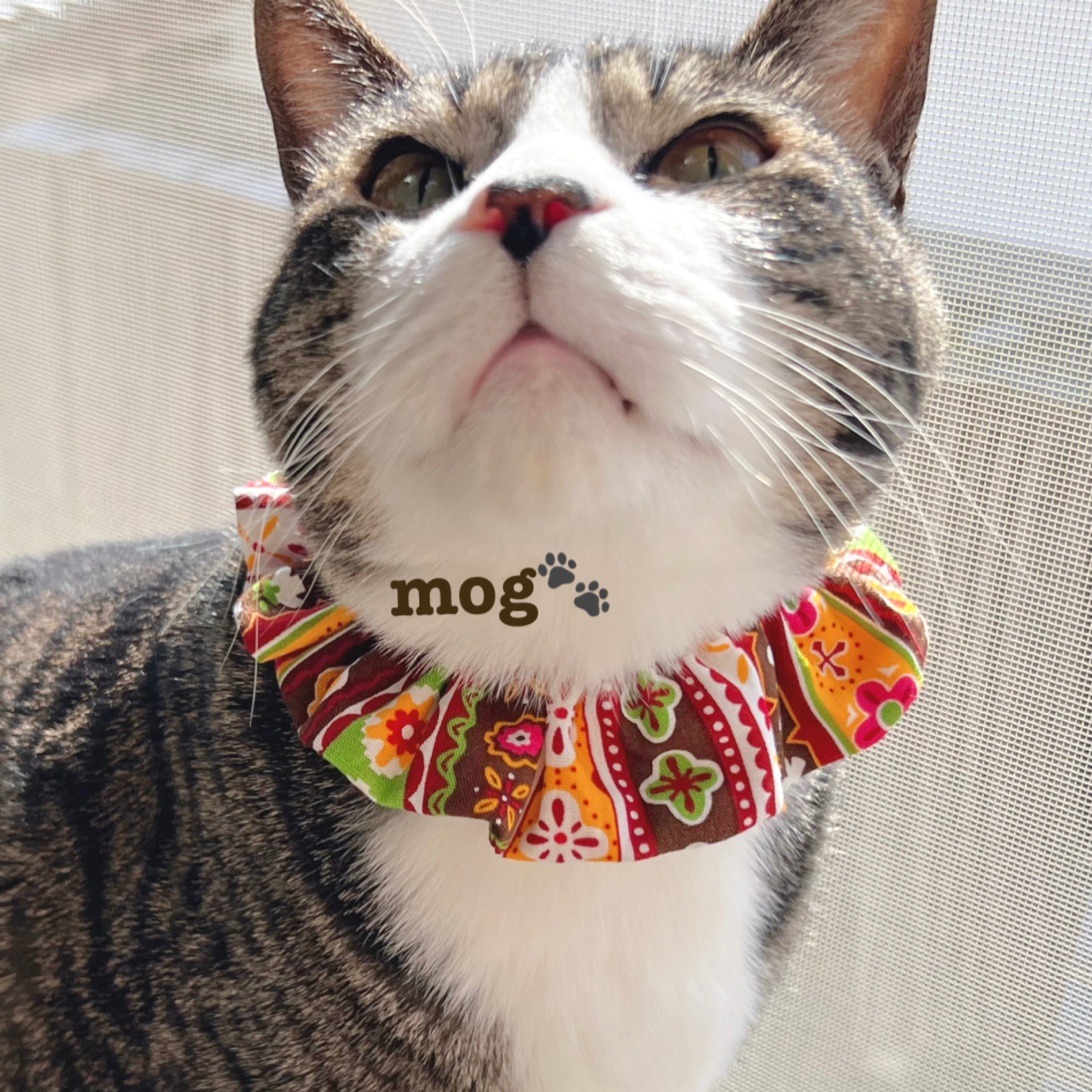 Hana様専用ブラックドットわんちゃん猫ちゃん用襟付き首輪 猫 - 首輪