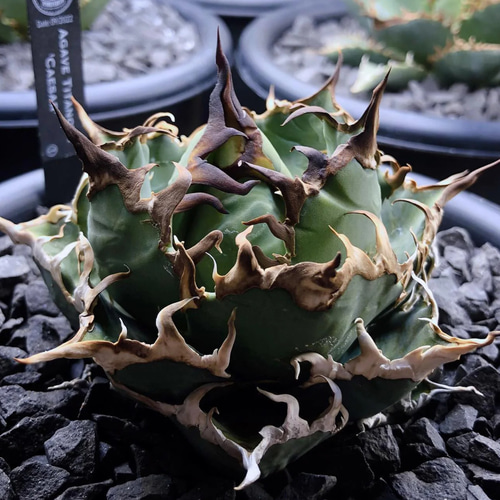 アガベ シーザー マルチヘッド【lize】C2 アガベ チタノタ シーザー