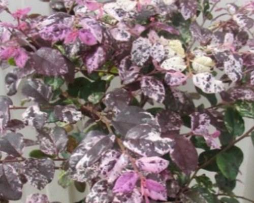 9f684496de20481e875b352d16eaab