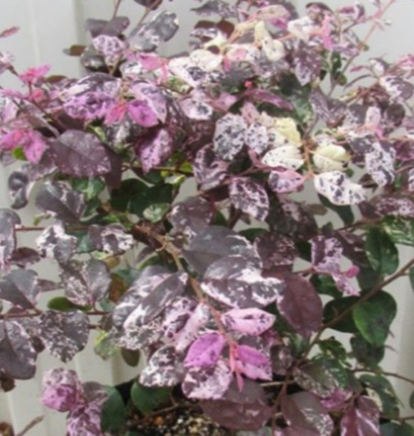 斑入りトキワマンサク 七彩（シチサイ） 矮性 5号ポット苗【グランド