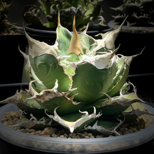 アガベチタノタSAD 南アフリカダイヤモンドagave titanota アガベチタノタSAD 南アフリカダイヤモンドagave titanota