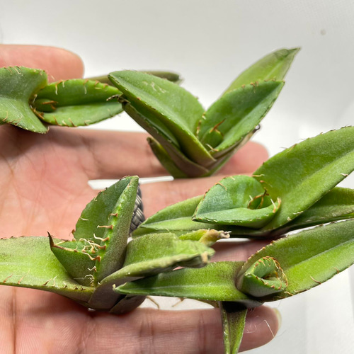 2特選子株 アガベ チタノタ 黒豹（ダイヤモンド） 大甲蓋 狂強刺し