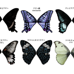 蝶々付け衿:テンジクアゲハ＜付け襟＞ 5枚目の画像