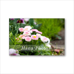 1619) 春の花の風景           ポストカード5枚組 4枚目の画像
