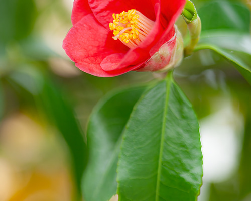 花椿　28冊 花写真 椿002 2L 172㎜x121㎜(A4、A3もあります) 写真