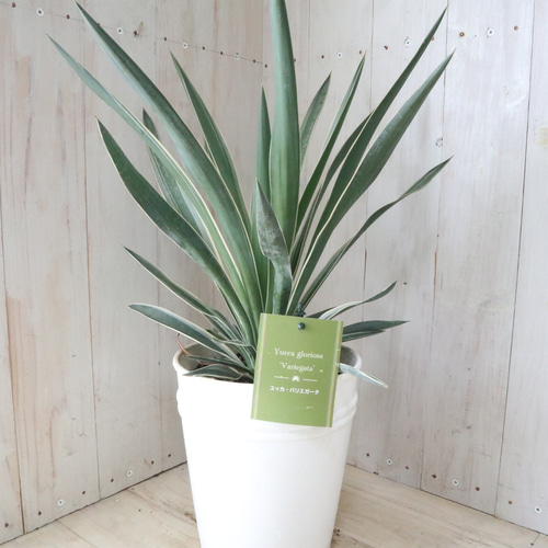 立派♡ユッカ♡グロリオサ♡バリエガータ♡6寸鉢♡ アートフラワー