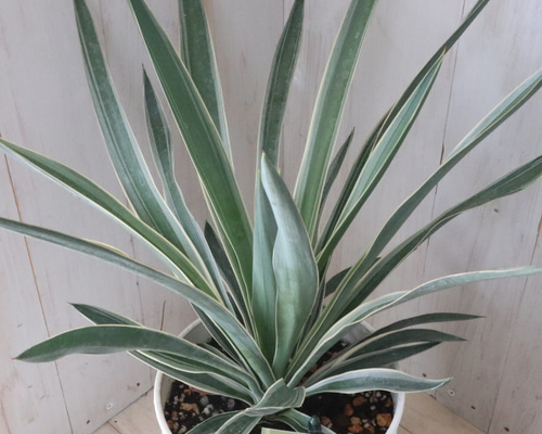 立派♡ユッカ♡グロリオサ♡バリエガータ♡6寸鉢♡ アートフラワー