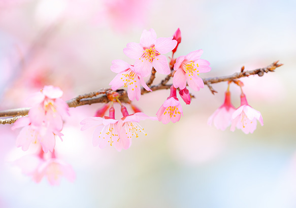 2L花写真　桜004　おかめ桜　172㎜x121㎜(A4、A3もあります) 1枚目の画像