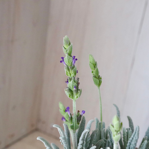 開花中♥ラベンダー キューデラ アンティークパープル♥人気品種♥花苗
