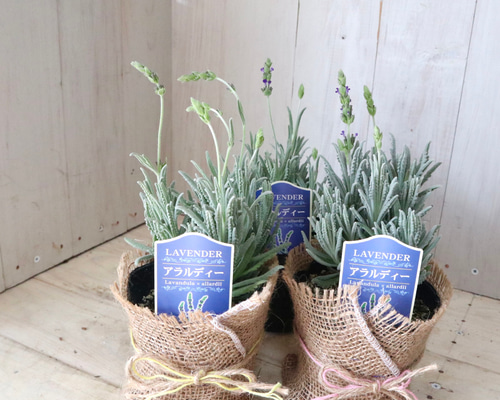 4a5b803b22e69b03118aeaf6a3189f