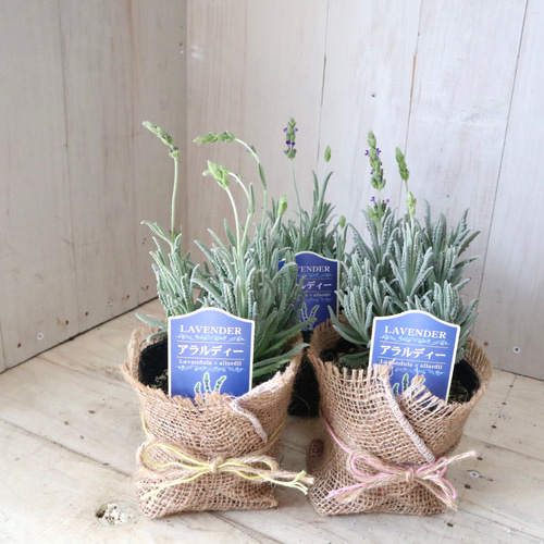 開花中♥ラベンダー キューデラ アンティークパープル♥人気品種♥花苗