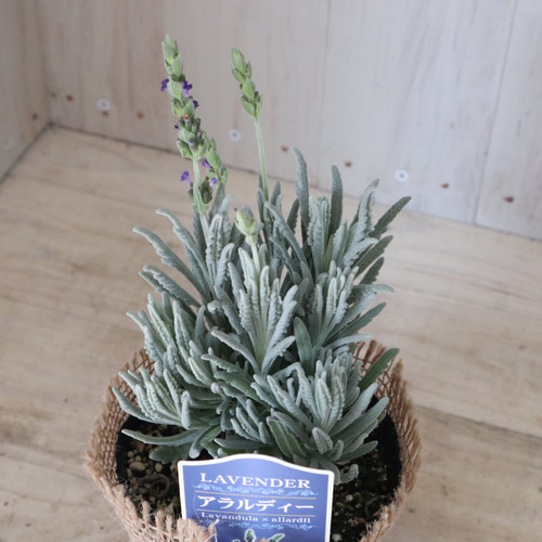 開花中♥ラベンダー　キューデラ アンティークパープル♥人気品種♥花苗ポットごと 開花中♥ラベンダー キューデラ アンティークパープル♥人気品種