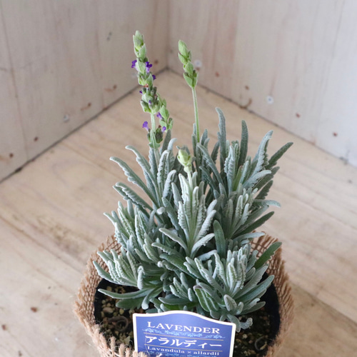 四季咲き♡アラルディ♡ラベンダー♡ハーブ♡ アートフラワー nico