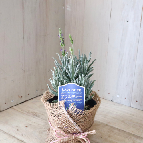 四季咲き♡アラルディ♡ラベンダー♡ハーブ♡ アートフラワー nico