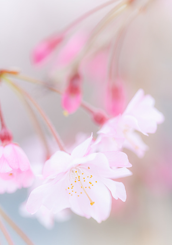 2L花写真　桜011　172㎜x121㎜(A4、A3もあります) 1枚目の画像