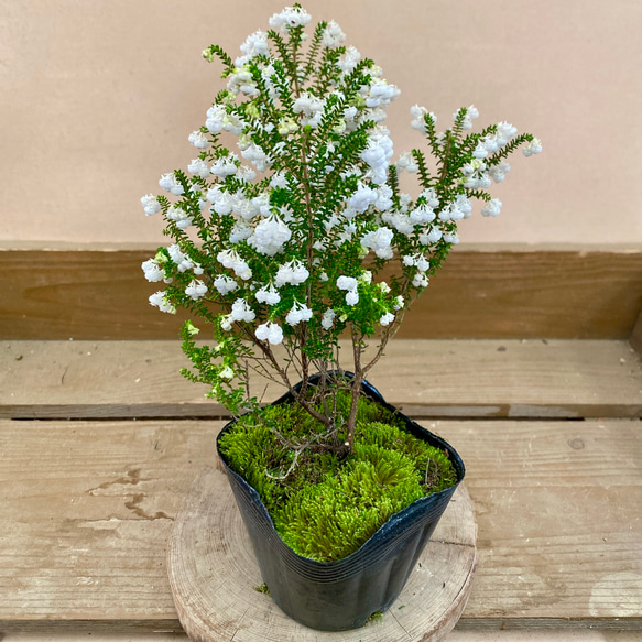 常緑低木 スズランエリカ アートフラワー plant life 通販