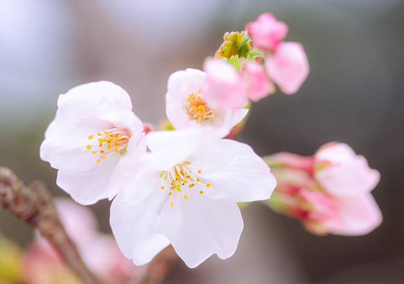 2L花写真　桜013　172㎜x121㎜(A4、A3もあります) 1枚目の画像