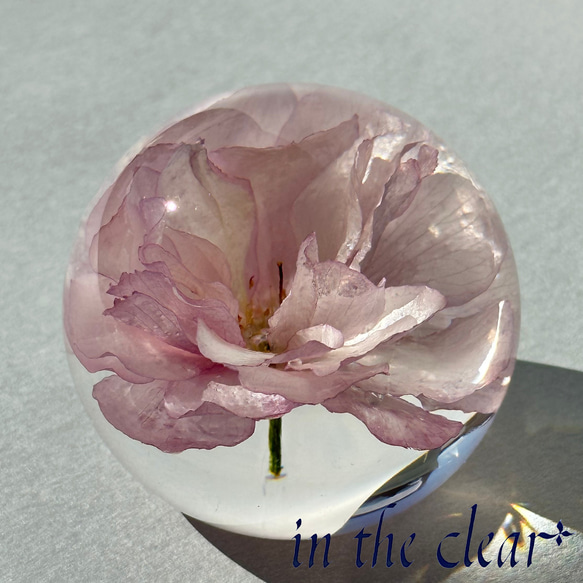 植物標本　八重桜　桜　ピンク　５センチ球体 5枚目の画像