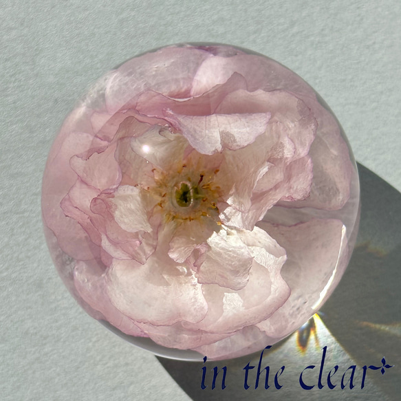 植物標本　八重桜　桜　ピンク　５センチ球体 4枚目の画像