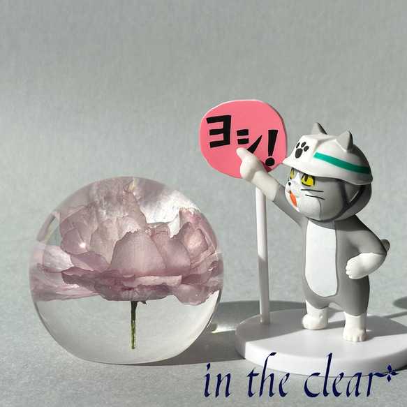 植物標本　八重桜　桜　ピンク　５センチ球体 9枚目の画像