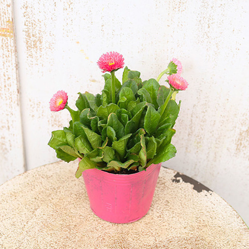 花苗 デージー 桃色ポンポン サーモン 3号ポット 1年草 ピンク よく