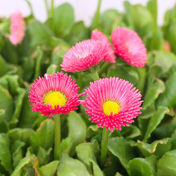 花苗 デージー 桃色ポンポン サーモン 3号ポット １年草 ピンク よく咲く 明るい 丈夫 庭 花壇 鉢植え 1枚目の画像