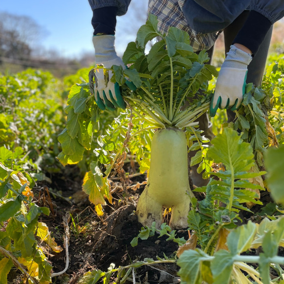 栄養満点【10種類の乾燥野菜MIX500g】自然の美味しさと香り 無添加 無着色 5枚目の画像