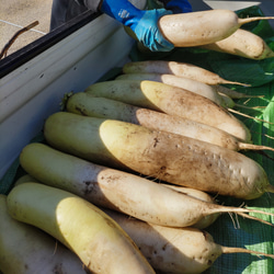 栄養満点【10種類の乾燥野菜と切り干し大根セット】 8枚目の画像