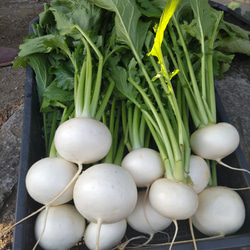 栄養満点【10種類の乾燥野菜と切り干し大根セット】 6枚目の画像