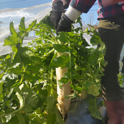 栄養満点【10種類の乾燥野菜と切り干し大根セット】 7枚目の画像