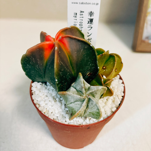 現品］☆珍しい☆ 2番 サボテン アストロフィツム 幸運ランポー 2.5号