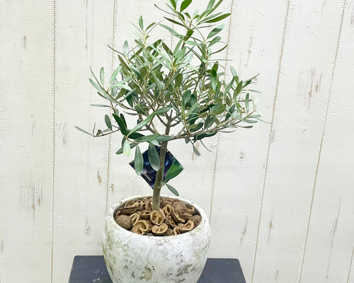 厳選樹形！ オリーブの木 シプレッシーノ（チプレッシーノ） souju