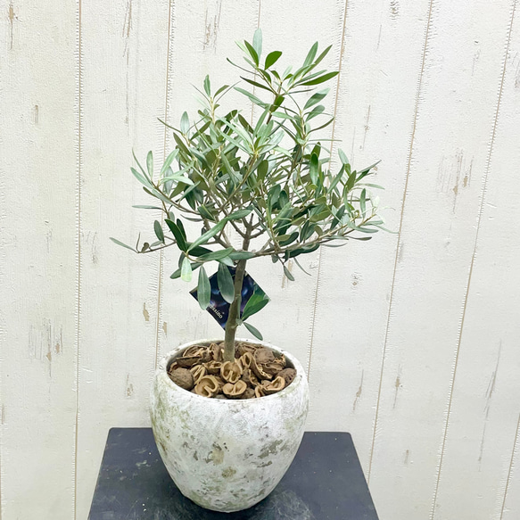 厳選樹形！ オリーブの木 シプレッシーノ（チプレッシーノ） souju