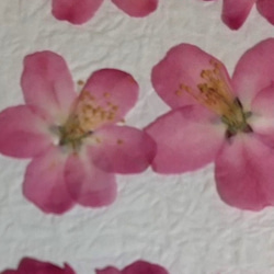 押し花材料 ハナカイドウ 2枚目の画像
