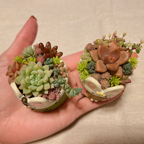 お内裏様とお雛様♡の小鉢 小物入れにも お内裏様とお雛様の寄せ植え〜多肉植物 多肉植物寄せ植え ひな祭り