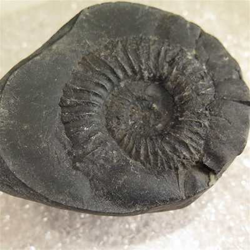 シャリグラム サリグラム アンモナイト化石 聖石 1027g【榎本通商19449