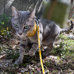 [ 黄土色 × 唐草模様 ]  猫用ハーネス　ハーネス 4枚目の画像