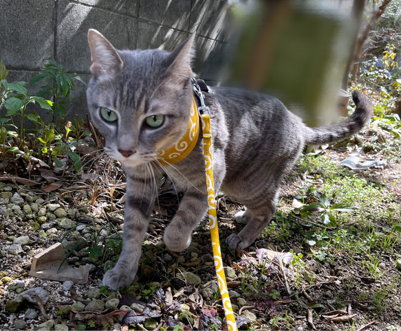 [ 黄土色 × 唐草模様 ]  猫用ハーネス　ハーネス 4枚目の画像