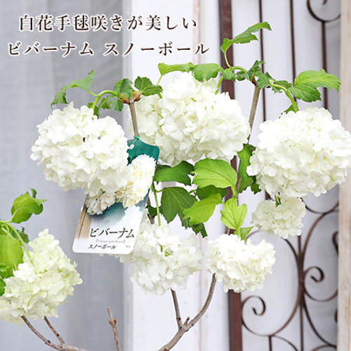 花木苗 ビバーナム スノーボール 5号 高さ55cm 白い花 育て